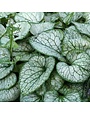Bugloss, Brunnera macrophylla 'Jack Frost' 4Q
