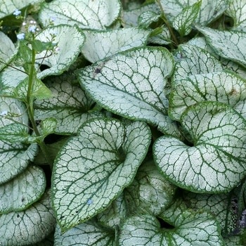 Bugloss, Brunnera macrophylla 'Jack Frost' 4Q