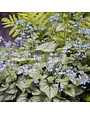 Bugloss, Brunnera macrophylla 'Jack Frost' 4Q