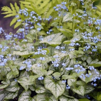 Bugloss, Brunnera macrophylla 'Jack Frost' 4Q
