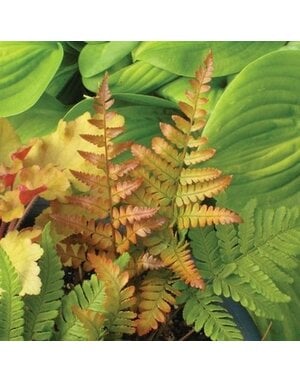 Fern, Dryopteris erythrosora 'Autumn Brilliance' 1G