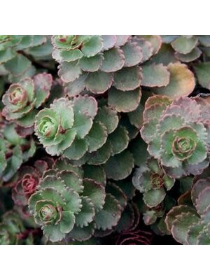 Stonecrop, Sedum spurium 'Dragon's Blood' (Groundcover) 1Q