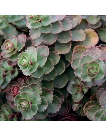 Stonecrop, Sedum spurium 'Dragon's Blood' (Groundcover) 1Q