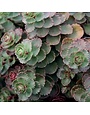Stonecrop, Sedum spurium 'Dragon's Blood' (Groundcover) 1Q