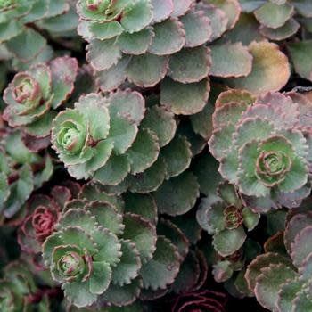 Stonecrop, Sedum spurium 'Dragon's Blood' (Groundcover) 1Q