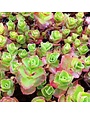 Stonecrop, Sedum spurium 'Dragon's Blood' (Groundcover) 1Q