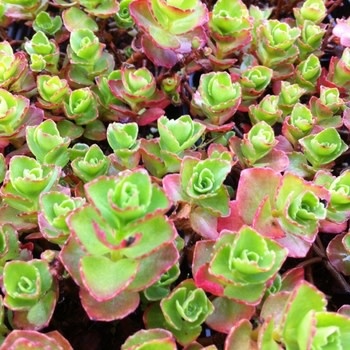 Stonecrop, Sedum spurium 'Dragon's Blood' (Groundcover) 1Q
