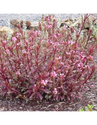 Wandflower, Gaura lindheimeri 'Passionate Rainbow' 1Q NOT FOR SALE
