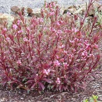 Wandflower, Gaura lindheimeri 'Passionate Rainbow' 1Q NOT FOR SALE