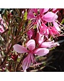 Wandflower, Gaura lindheimeri 'Passionate Rainbow' 1Q NOT FOR SALE