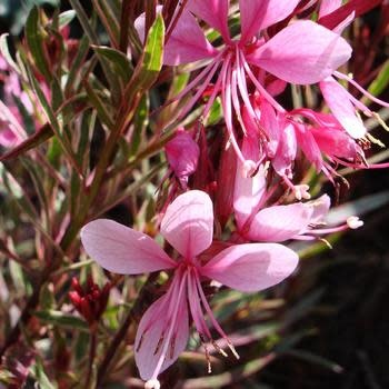 Wandflower, Gaura lindheimeri 'Passionate Rainbow' 1Q NOT FOR SALE