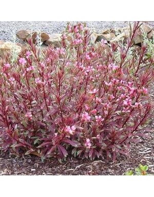 Wandflower, Gaura lindheimeri 'Passionate Rainbow' 1G NOT FOR SALE
