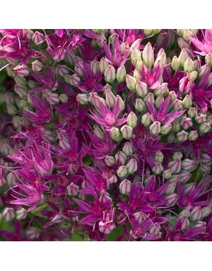 Stonecrop, Hylotelephium spectabile 'Neon' Sedum (Upright) 1G