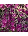Stonecrop, Hylotelephium spectabile 'Neon' Sedum (Upright) 1G