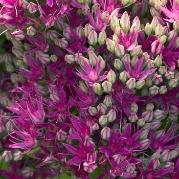 Stonecrop, Hylotelephium spectabile 'Neon' Sedum (Upright) 1G