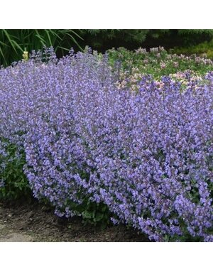 Catmint, Nepeta × faassenii 'Purrsian Blue' 1G