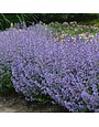 Catmint, Nepeta × faassenii 'Purrsian Blue' 1G