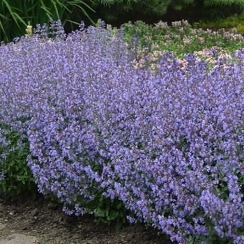 Catmint, Nepeta × faassenii 'Purrsian Blue' 1Q