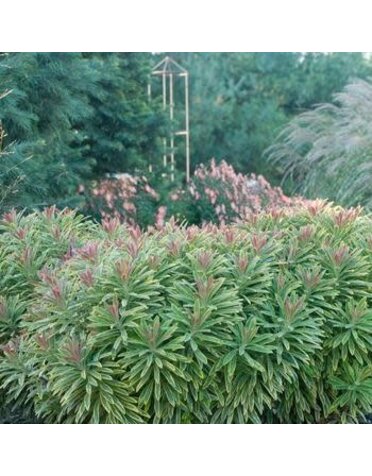 Spurge, Euphorbia x martinii 'Ascot Rainbow' 1q