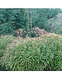 Spurge, Euphorbia x martinii 'Ascot Rainbow' 1q