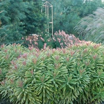 Spurge, Euphorbia x martinii 'Ascot Rainbow' 1q