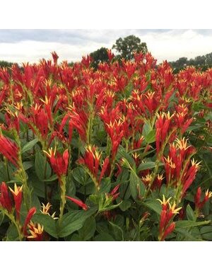 Indian Pink, Spigelia marilandica 'Little Redhead' 1G