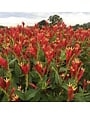 Indian Pink, Spigelia marilandica 'Little Redhead' 1G