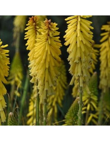 Red Hot Poker, Kniphofia uvaria 'Glowstick' 1Q