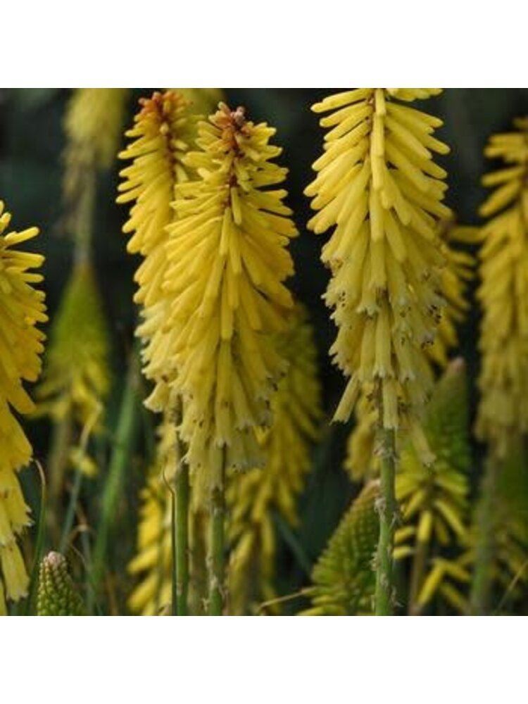 Red Hot Poker, Kniphofia uvaria 'Glowstick' 1Q