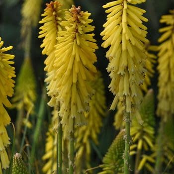 Red Hot Poker, Kniphofia uvaria 'Glowstick' 1Q