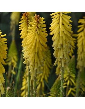 Red Hot Poker, Kniphofia uvaria ‘Glowstick’ 1G