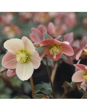 Lenten Rose, Helleborus x ballardiae HGC® 'Merlin' 1G