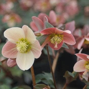 Lenten Rose, Helleborus x ballardiae HGC® 'Merlin' 1G