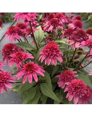Coneflower, Echinacea x 'Balscmelux' Double Scoop™ Watermelon Deluxe 1G