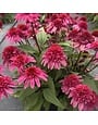 Coneflower, Echinacea x 'Balscmelux' Double Scoop™ Watermelon Deluxe 1G