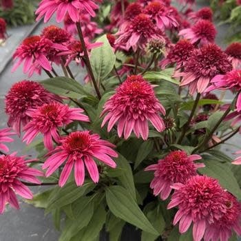 Coneflower, Echinacea x 'Balscmelux' Double Scoop™ Watermelon Deluxe 1G