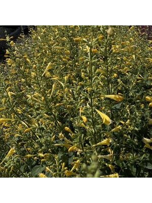 Hyssop, Agastache mexicana 'Balsumlem' Summerlong Lemon 1G