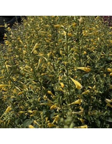 Hyssop, Agastache mexicana 'Balsumlem' Summerlong Lemon 1G