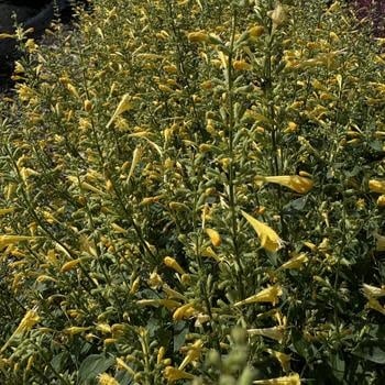 Hyssop, Agastache mexicana 'Balsumlem' Summerlong Lemon 1G