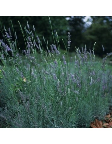 Lavender, Lavandula x intermedia 'Provence' 4"