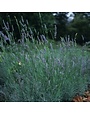 Lavender, Lavandula x intermedia 'Provence' 4"