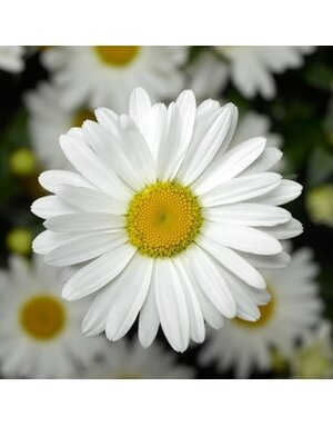 Shasta Daisy, Leucanthemum maximum 'Western Star™ Taurus' 1G