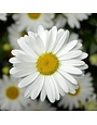 Shasta Daisy, Leucanthemum maximum 'Western Star™ Taurus' 1G