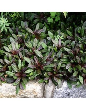Bugleweed, Ajuga reptans 'Chocolate Chip' 1Q