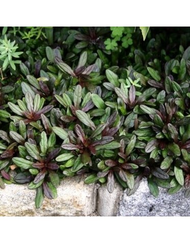 Bugleweed, Ajuga reptans 'Chocolate Chip' 1Q