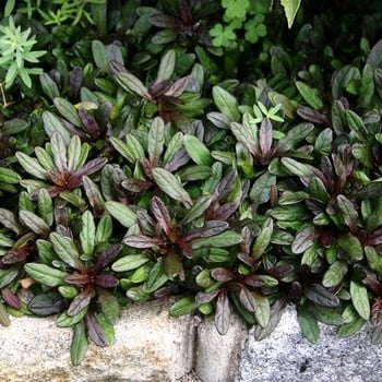 Bugleweed, Ajuga reptans 'Chocolate Chip' 1Q