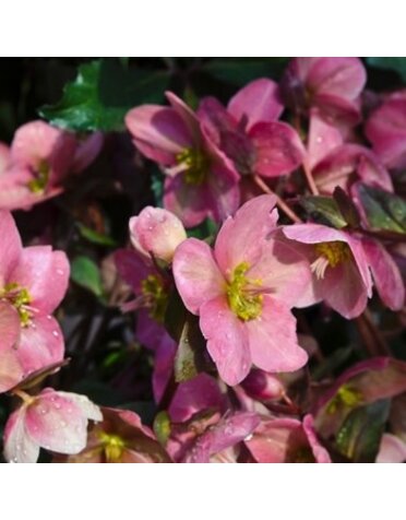 Lenten Rose, Helleborus x ballardiae HGC® 'Pink Frost' 1G