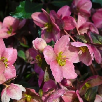 Lenten Rose, Helleborus x ballardiae HGC® 'Pink Frost' 1G