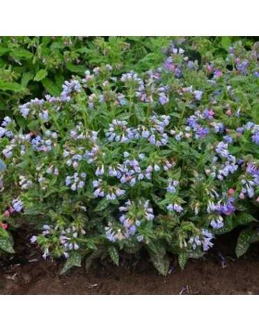 Lungwort, Pulmonaria 'Twinkle Toes' 1G