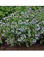 Lungwort, Pulmonaria 'Twinkle Toes' 1G